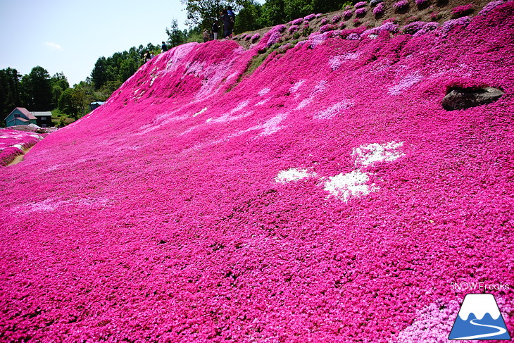 倶知安旭ヶ丘スキー場と三島さん家の芝桜の丘。